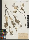 Foto von Salix lapponum L. x Salix viminalis L.